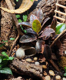 Small plant with brown and green leaves on a forest floor terrarium filled with cork bark tubes.