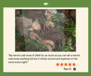 Hermit crab in a naturalistic setting with a review from Tori F.