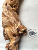 A piece of natural Mopani Root Wood with a textured and mottled appearance, displayed against a white background with a logo watermark.