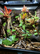 Jungle Dawn LED Bar (22.5", 34 Watt)