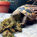 Optimised52 Freshly Pressed Tortoise Food
