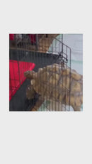 Heat Mats for Tortoise and Reptile - Red
