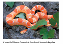 Corn Snakes in Captivity