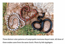 Kingsnakes & Milksnakes in Captivity