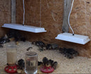 A white overhead mount radiant heat panel, suspended above a terrarium environment with chicks inside.